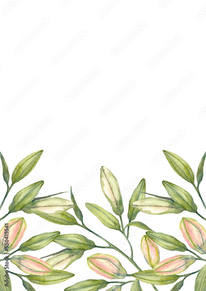Oriental hybrid lilies. White and pink lily buds. Brochure design template. Watercolor hand-drawn A4 layout on white background.
