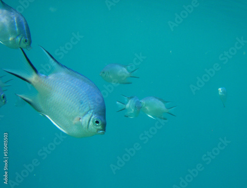 Blaue Fische im Roten Meer  © Helmut