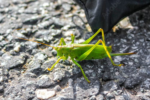 Huge big green grasshopper insect crawling on ground grass Germany. photo