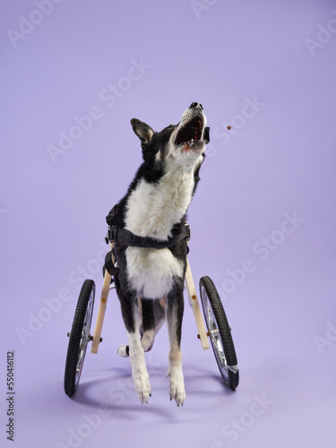 disabled dog on a purple background. black and white Mix of breeds in a wheelchair. Pet in the studio