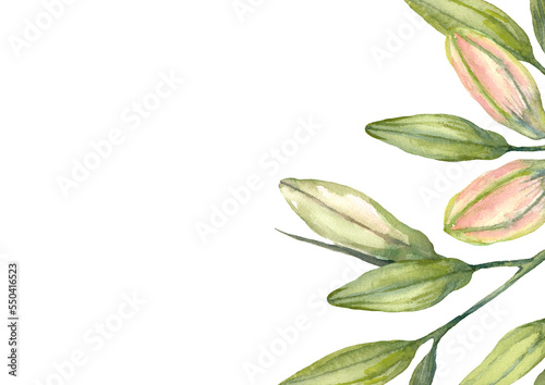 Pink Stargazer Lilies. Lily buds. Greeting card template. Watercolor illustration