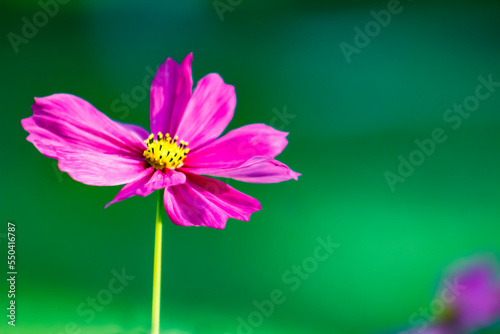 Vibrant Pink Cosmo Flower