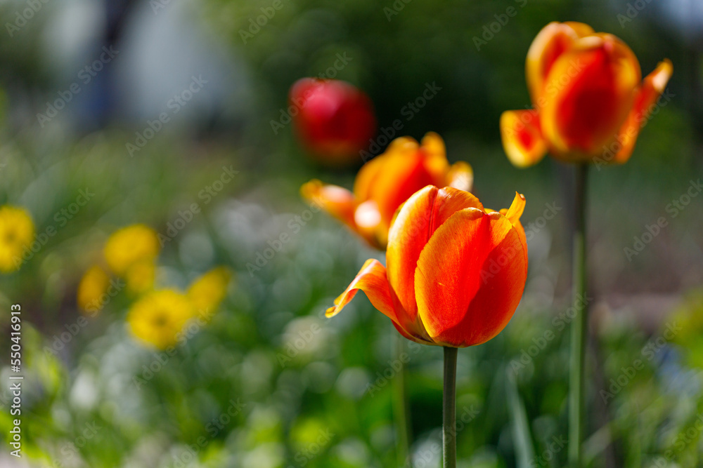 A bright orange tulips flowers with copy space for text. Blooming tulips garden in spring time. Flower background. A bright orange tulips flowers with copy space for text. Blooming tulips garden in spring time. Flower background.