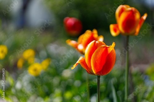 A bright orange tulips flowers with copy space for text. Blooming tulips garden in spring time. Flower background.