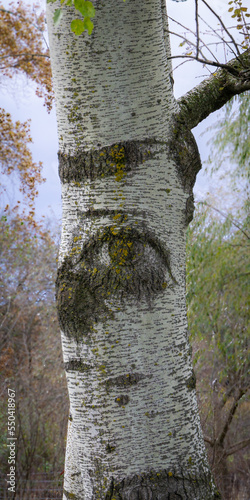 Birch tree whose bark resembles a human eye