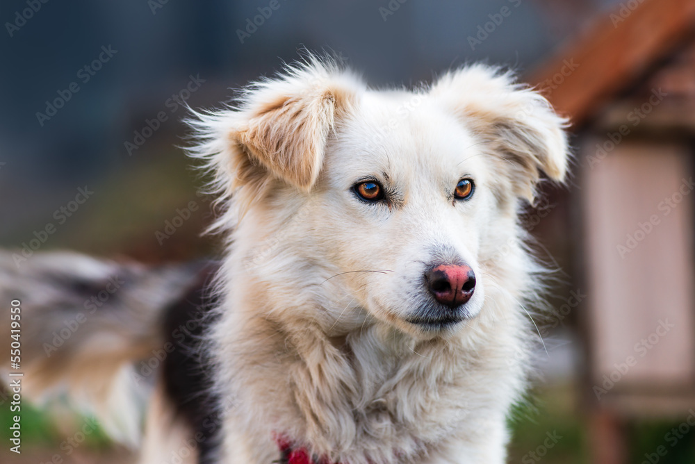 kokoni Aidi domestic atlas mountain dog white fur fluffy cute shepherd Closeup  portrait enjoying outdoors  beautiful day.