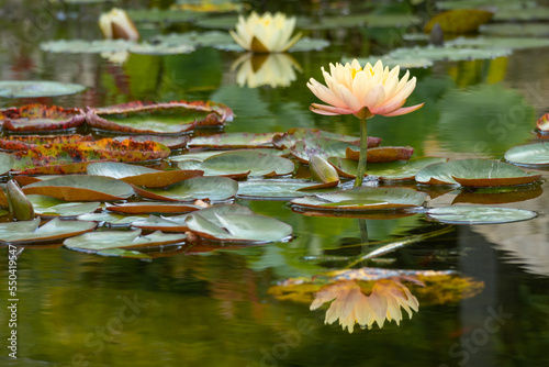 A pink water lily and its reflection on a pond