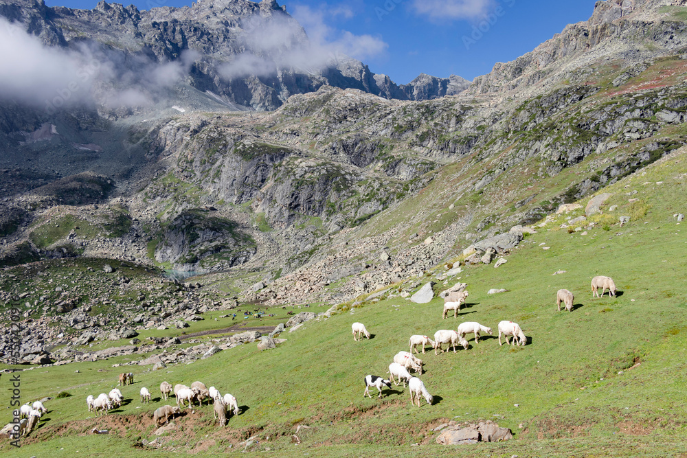 A herd of sheep in the mountains. Beautiful mountain landscape view.