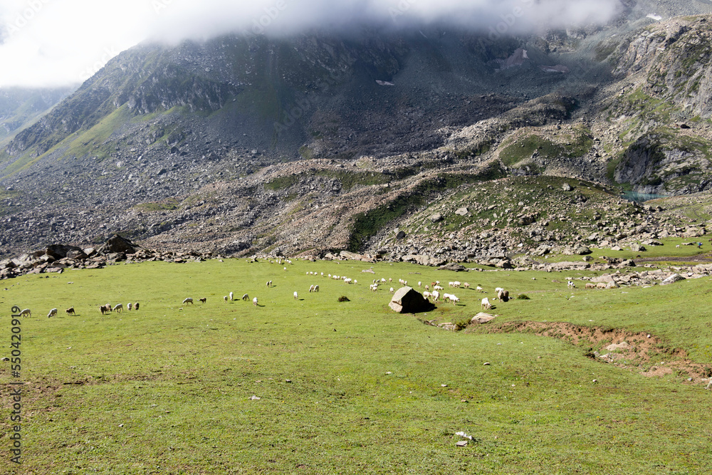 A herd of sheep in the mountains. Beautiful mountain landscape view.