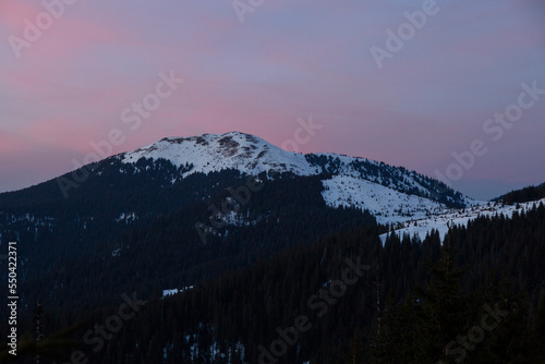 Spruce trees covered with white fluffy snow in the winter mountain forest with sunset sky