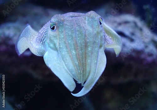Fotografija Closeup of medicinal cuttlefish swimming with sea surface in the background
