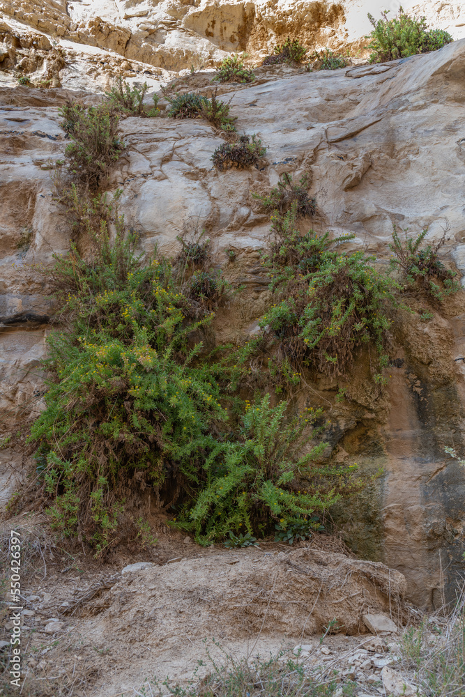 Yellow flowers growing out of the canyon wall at Ein Avdat in the Negev Desert in southern Israel.
Yellow flowers growing out of the canyon wall at Ein Avdat in the Negev Desert in southern Israel.