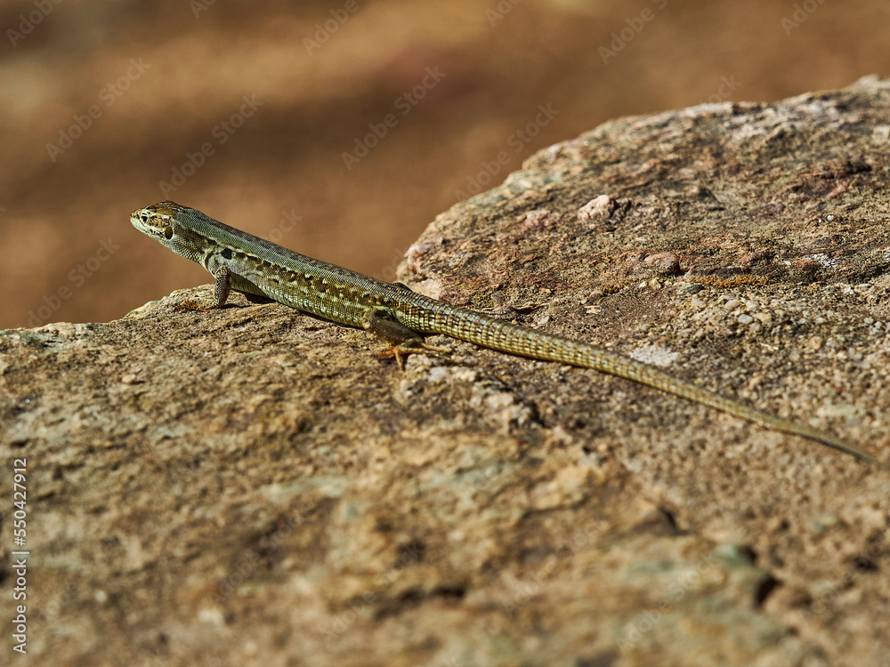 small green lizard crawling on the floor small green lizard crawling on the floor