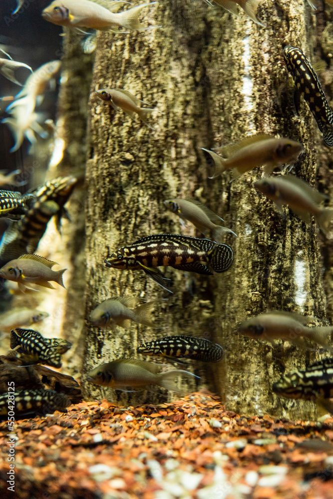 Obraz premium Fish in the ocean. A flock of fish in the sea, aquarium. Aquarium colorful fish in dark blue water. Photo of tropical fish on a coral reef.