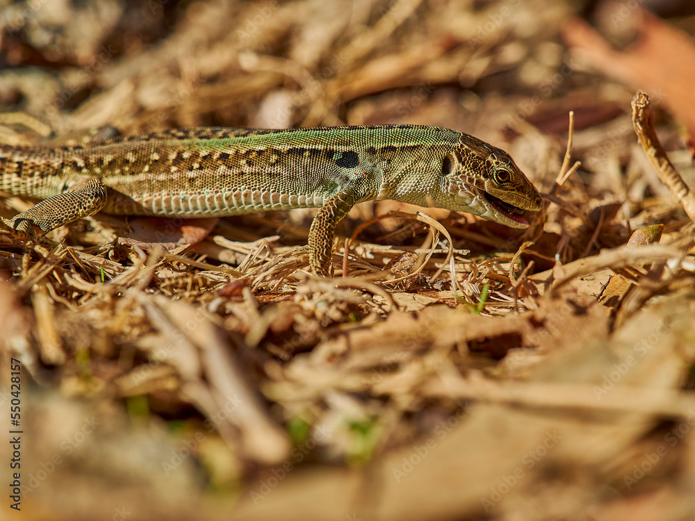 small green lizard crawling on the floor small green lizard crawling on the floor