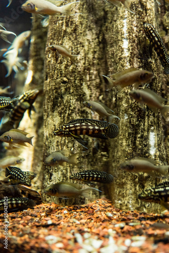 Fish in the ocean. A flock of fish in the sea, aquarium. Aquarium colorful fish in dark blue water. Photo of tropical fish on a coral reef.