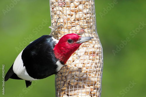 Redheaded Woodpecker (Melanerpes erythrocephalus) on a wire peanut feeder against a green background. photo