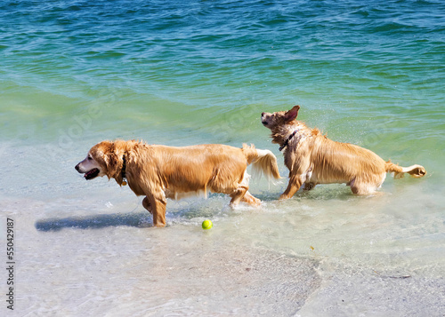 Golden Retriever  dogs fetching a ball in Boca Ciega Bay at St. Pete Beach, Florida.