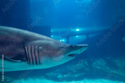 Great White Shark Close up Shot. The Shark swimming in large aquarium. Shark fish  bull shark  marine fish underwater.