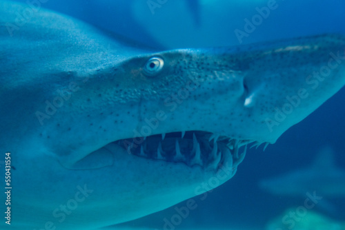 Great White Shark Close up Shot. The Shark swimming in large aquarium. Shark fish, bull shark, marine fish underwater.