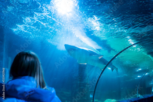 A girl watches a shark swimming in an aquarium. People watch the fish in the aquarium.