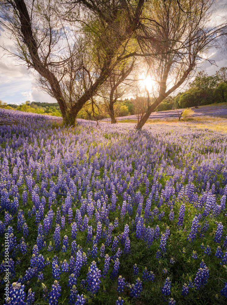Spectacular lupine super bloom, Folsom Lake in the Central Valley of California. Spectacular lupine super bloom, Folsom Lake in the Central Valley of California.