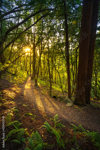 A hiking trail through the magical forests of Marin County, California.