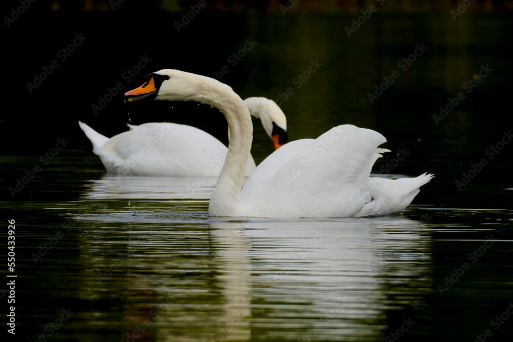 Naklejka premium Swans pair reflected in dark water of lake