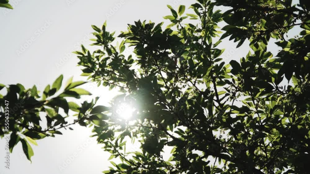 Looking up trees blowing in the wind with blue sky. Sun rays through the leaves of the trees. Branch of tree is beautiful bright green leaf and It is refresh for looking on summer time, slow motion. Looking up trees blowing in the wind with blue sky. Sun rays through the leaves of the trees. Branch of tree is beautiful bright green leaf and It is refresh for looking on summer time, slow motion.