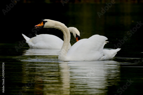 Fototapeta Naklejka Na Ścianę i Meble -  Swans pair reflected in dark water of lake