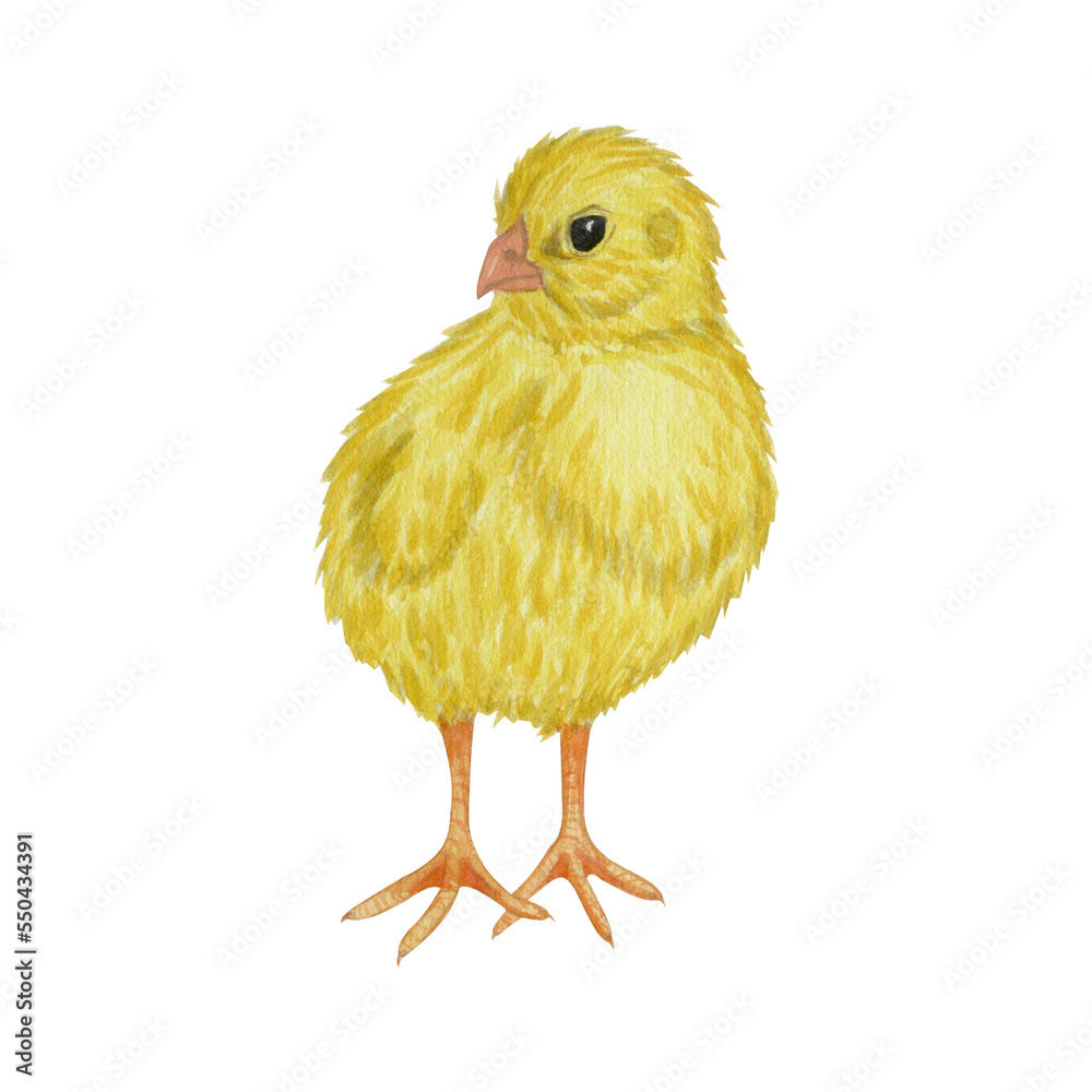 Obraz premium Watercolor yellow little chick. Easter illustration. Isolated on white background. For design postcards, prints, stickers