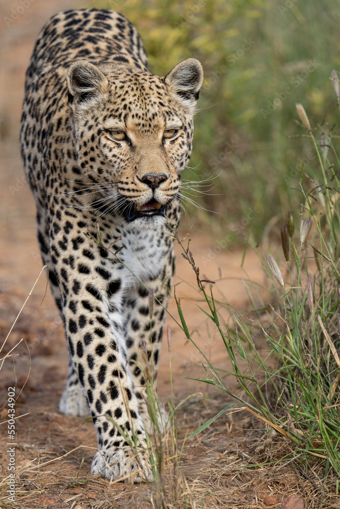A leopard makes a permanent home at a sanctuary in Namibia. Rescued as a cub after being orphaned by human and animal conflict, they are not able to be released in the wild. A leopard makes a permanent home at a sanctuary in Namibia. Rescued as a cub after being orphaned by human and animal conflict, they are not able to be released in the wild.