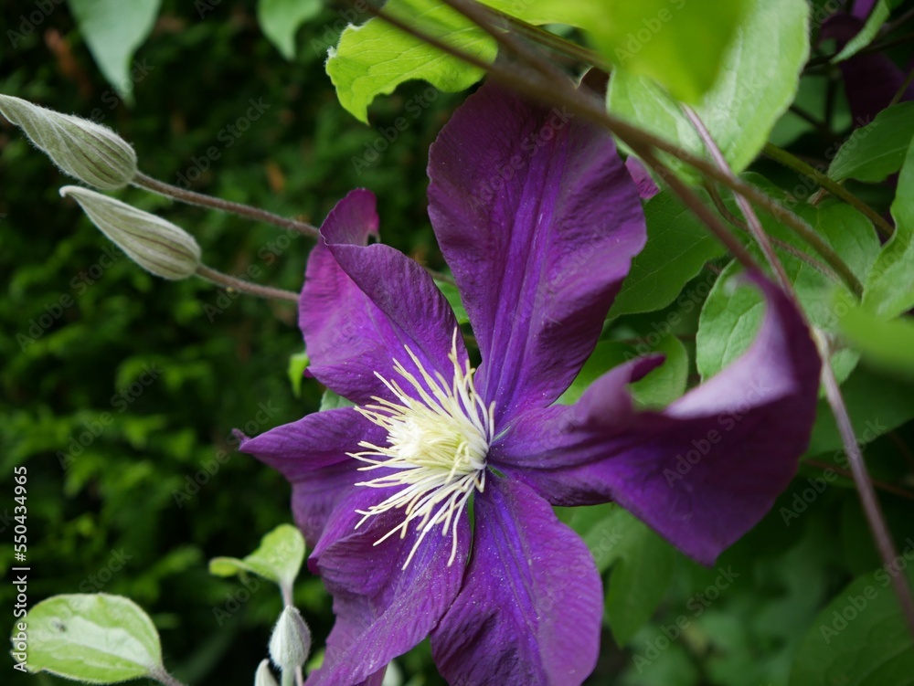 Closeup of a Clematis viticella flower in a park Stock Photo | Adobe Stock