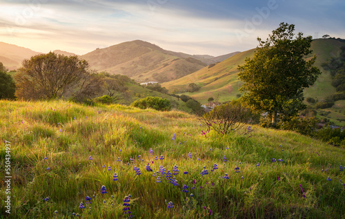 Wild lupine flowers amongst rolling hills, California. 