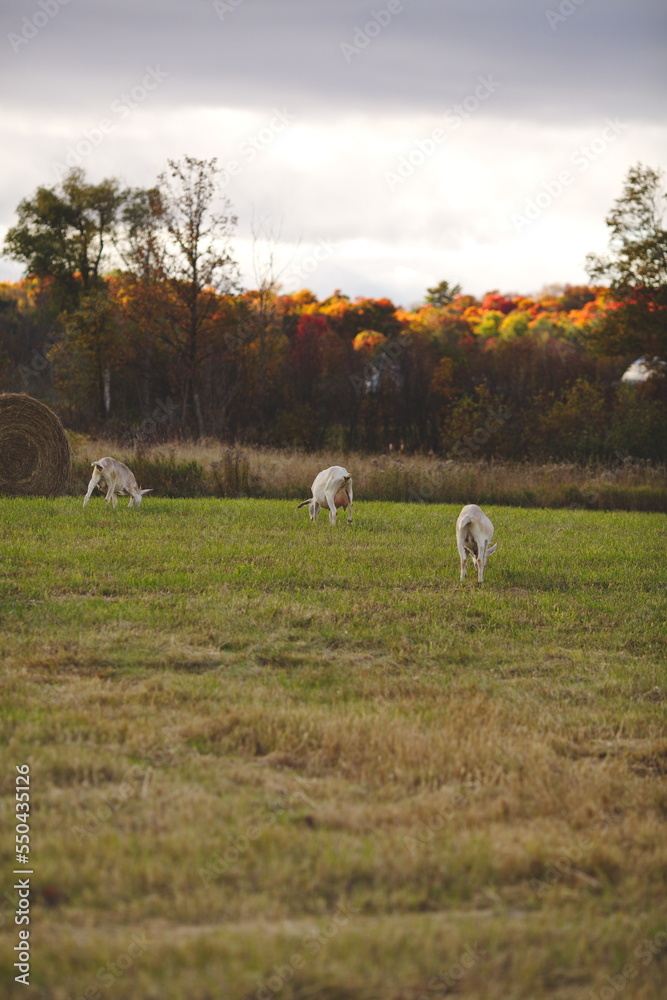 Saanan and Alpine dairy goats on a small farm in Ontario, Canada. Saanan and Alpine dairy goats on a small farm in Ontario, Canada.