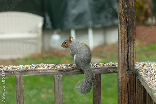This cute little grey squirrel loves to come to the my deck for birdseed. This cute little critter has such pretty grey and brown fur. I love his fluffy tail. He is fattening up for the winter.