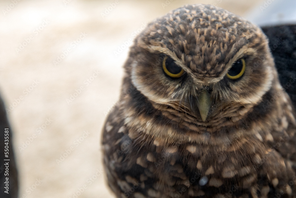 Fototapeta premium portrait of a owl