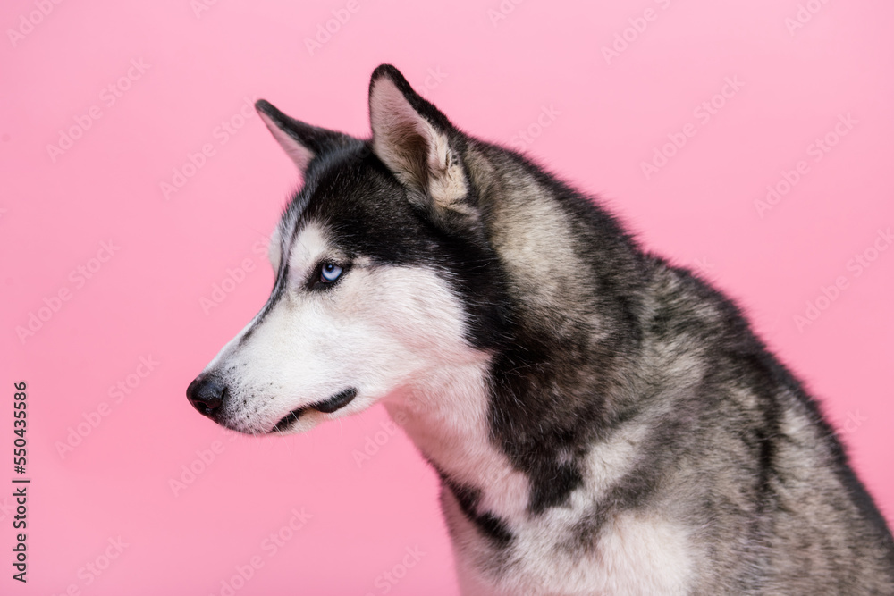 Profile side portrait of cute alaskan malamute look empty space wait for pet shop treats isolated on pastel color background