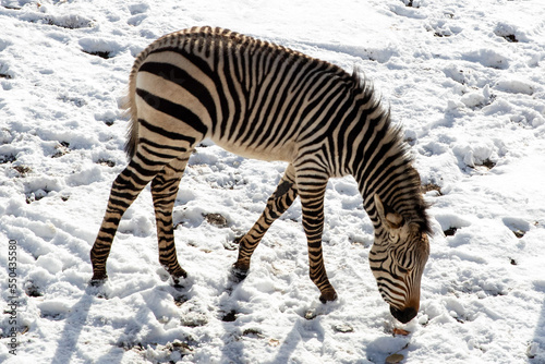 zebra in the snow