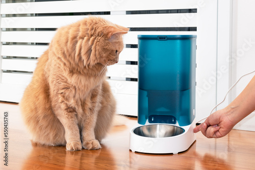 Adorable cat with an automatic dry food dispenser. Distance nutrition concept with remote control. Cat's owner hand turning on the device to feed the cat. Kitty waiting for the kibble to come out.