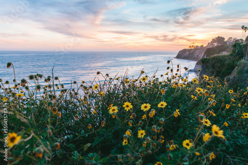 A coastal landscape with wildflowers and cliffs in spring. Santa Barbara, California, USA.