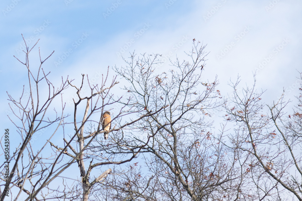 This cooper's hawk sitting on top of this tree in the wooded area close to my house. He has such a cool looking rusty colored belly and brown wings. The tree is missing leaves due to the Fall season. This cooper's hawk sitting on top of this tree in the wooded area close to my house. He has such a cool looking rusty colored belly and brown wings. The tree is missing leaves due to the Fall season.