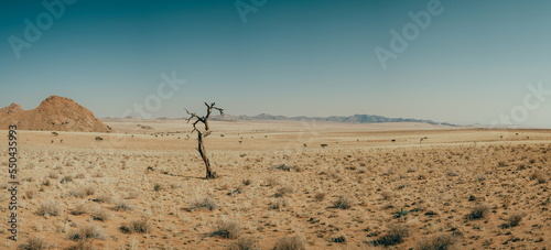 Panoramablick in die Ebene der Namib im Gondwana Sperrgebiet Rand Park mit einem abgestorbenen, verdorrten Baum im Vordergrund (Aus, Namibia) © Michael