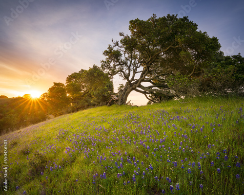 Wild lupine beneath an old oak tree, Marin County, California.