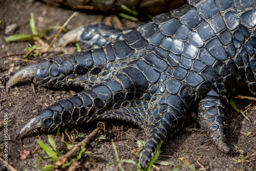 American alligator detail in the Fakahatchee photo