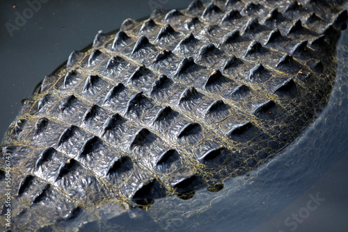alligator detail photo