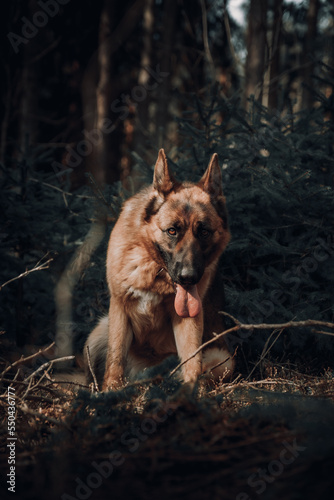 german shepherd dog is sitting on the grass with open mouth and tongue