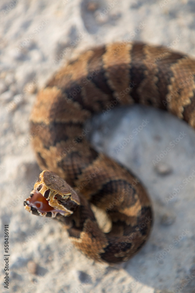Water moccasin in Big Cypress