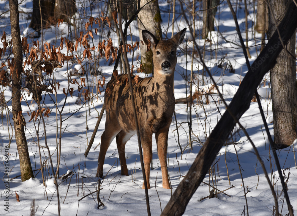 Fototapeta premium White-tailed deer (Odocoileus virginianus) or Virginia Deer in wooded area in early winter