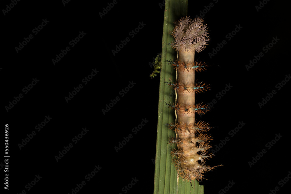 Automeris postalbida (Saturniidae) larva in last instar, feeding. La Selva Biological Station. Costa Rica. Automeris postalbida (Saturniidae) larva in last instar, feeding. La Selva Biological Station. Costa Rica.